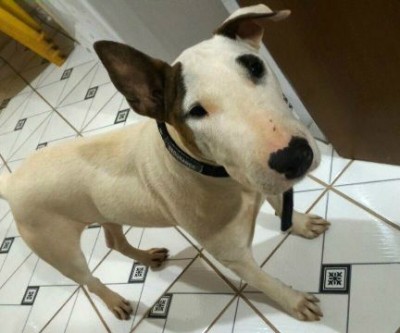 Cachorra da raça Bull Terrier é encontrada perto do aeroporto de Três Lagoas 