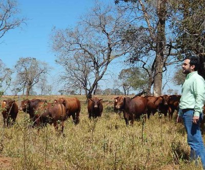  Fazenda de Três Lagoas é a pioneira na criação de gado Montana 