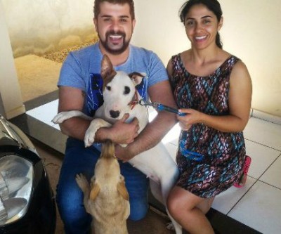 Após publicação de matéria, dona de Bull Terrier reencontra seu animal de estimação 