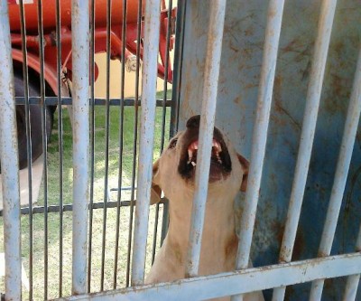 Cachorro que tentou atacar família é capturado pelos bombeiros 