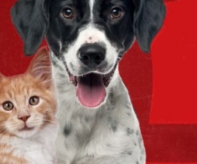 Equipe do CCZ realiza mais um sábado de vacinação de cães e gatos