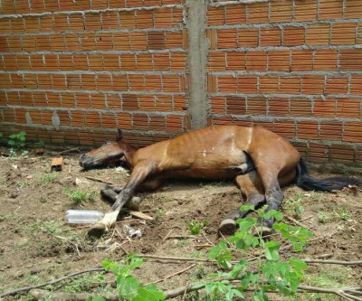Internauta denuncia maus tratos contra cavalo que está prestes a morrer 