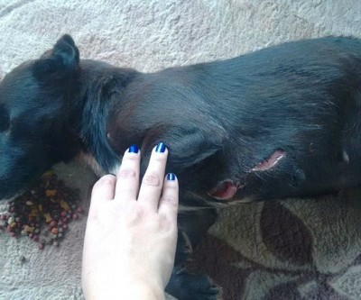 Cachorra é esfaqueada e espancada durante a madrugada no Jardim Maristela 