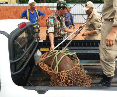 Capivara é encontrada em subsolo de prédio comercial no centro de Três Lagoas 