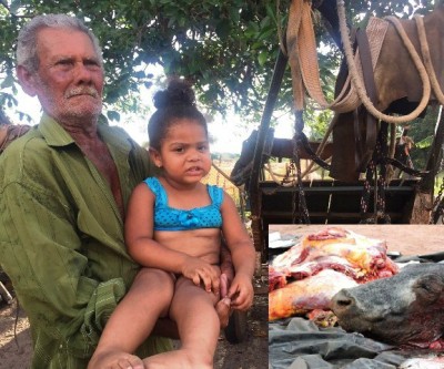 Leite de vaca abatida servia de alimento para criança de 2 anos 