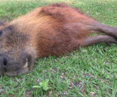 Capivara é encontrada morta na Lagoa Maior, em Três Lagoas 