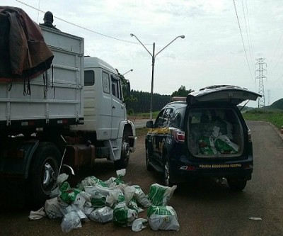Motorista que transportava maconha com destino à Aparecida do Taboado é preso na BR-262