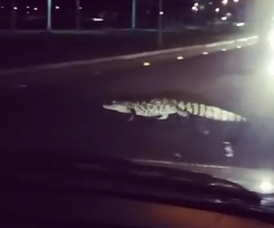 Vídeo de jacaré atravessando avenida de Três Lagoas “bomba” na internet 