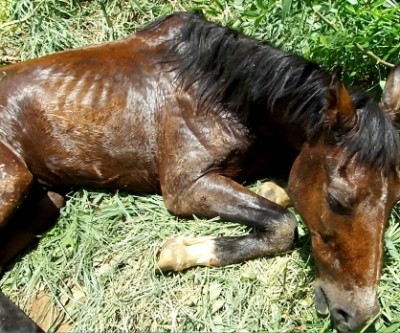 Cavalo prestes a morrer que foi abandonado em terreno é resgatado pelos Bombeiros e Defesa Civil