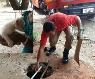 Bombeiros resgatam gato que foi jogado em fossa 