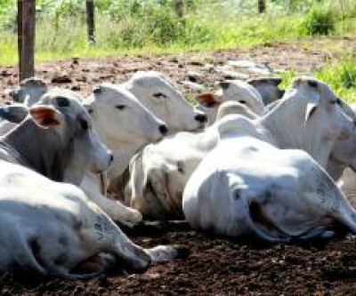 Começa 2ª etapa de vacinação contra aftosa