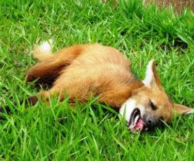 Após ser atropelado, lobo-guará é resgatado na Marechal Rondon