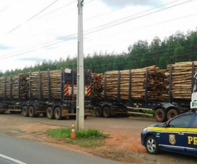 PRF autua 31 caminhões carregados com toras de eucalipto