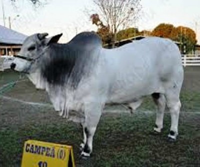 39ª edição da Expotrês começou hoje e conta com exposição de animais 