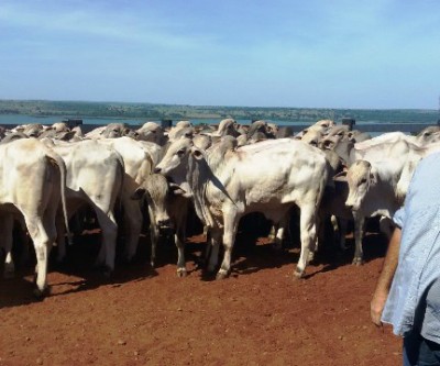 Diversificação da linhagem faz da fazenda Barra do Sucuriú ser destaque na venda de nelore P.O