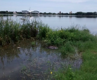 Capivara é encontrada morta às margens da Lagoa Maior