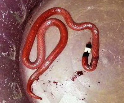 Cobras surgem na área urbana da cidade e assustam moradores 