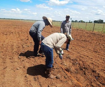 Embrapa implanta o primeiro campo agrostológico na fazenda Jaó