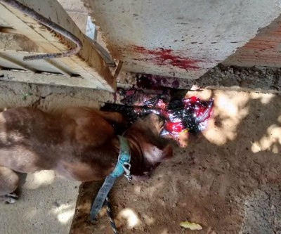 Homem mata cão a pauladas e ainda ameaça esposa