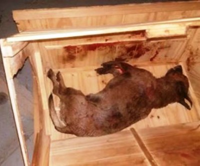 Enfurecida, Pit Bull ataca e mata 'vira lata' no bairro Jardim Alvorada
