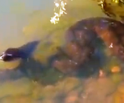 Internauta registra Sucuri gigante no Rio Sucuriú, em Três Lagoas 