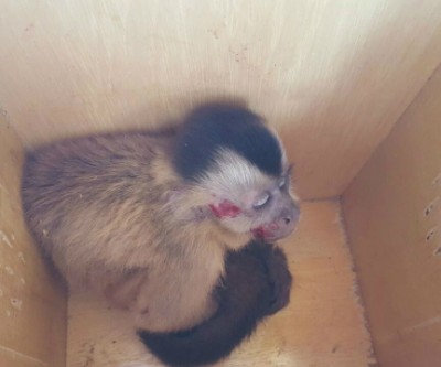 Em Três Lagoas, motorista salva macaco-prego atropelado