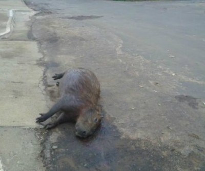 Capivara morre após ser atropelada na circular da Lagoa Maior