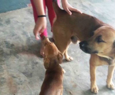 Cachorro que protegeu Arthur morre após criança ser encontrada pela polícia