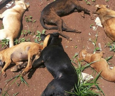 Moradora encontra filhotes, cachorra  e gato mortos por envenenamento
