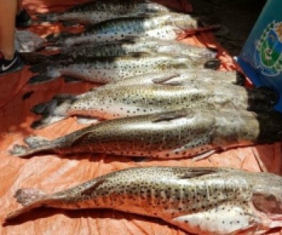 PMA autua 51 pessoas e apreende 937 quilos de pescado em três meses