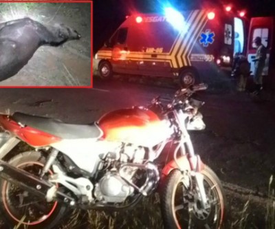Casal em moto fica ferido ao atropelar anta em Três Lagoas