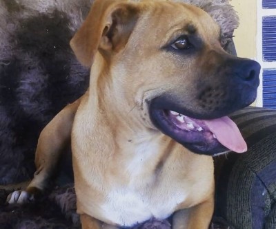 Família procura Thor, cão que fugiu após ser atropelado
