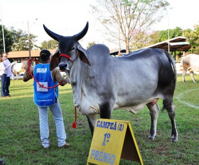 Raça guzerá domina a pista de julgamento da Expotrês 2016