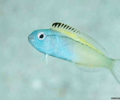 O peixinho que droga predadores com 'mordida de heroína'