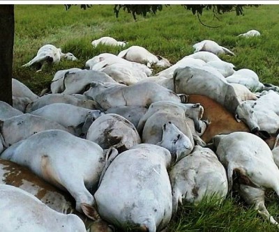 Raio mata 68 cabeças de gado na Zona Rural de Três Lagoas 