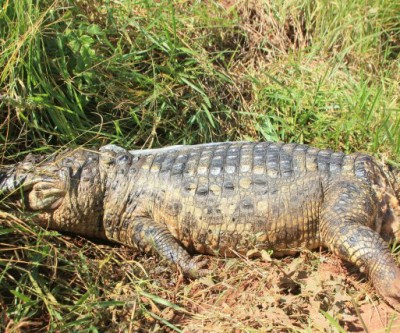 Jacaré é encontrado morto com marca de tiro na cabeça e sem cauda
