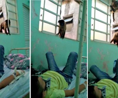 Macacos invadem hospital e convivem com pacientes em Mundo novo