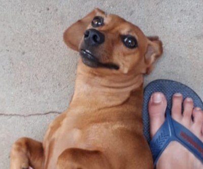 Donos buscam por cachorrinha que desapareceu no Bairro Santos Dumont