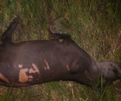 Carro capota na MS 112 após atropelar anta e deixa três feridos