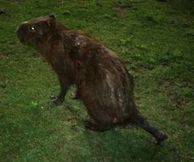 Capivara é atacada por jacarés na Circular da Lagoa Maior