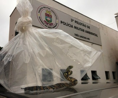 Bombeiros capturam cobra caninana que foi encontrada em residência no Jardim dos Ipês