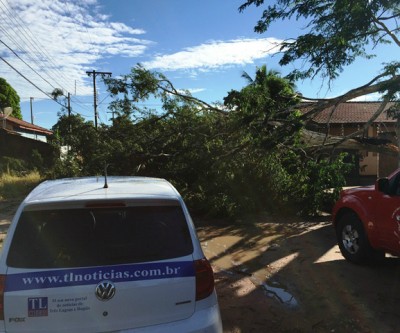  Árvores caem e fios de alta tensão se rompem durante temporal que atingiu Três Lagoas 