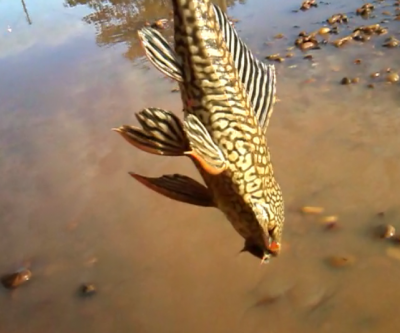 Em Três Lagoas, peixes são capturados em poças d’água 