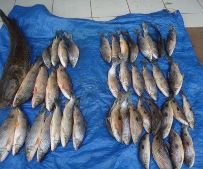 Paulistas são autuados em R$ 9,6 mil após serem flagrados com pescado ilegal
