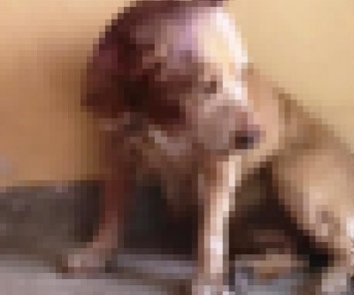 Suposto maus tratos contra animal vira caso de polícia 