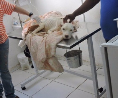 Pit Bull resgatada em situação de abandono foi diagnosticada com infecção grave