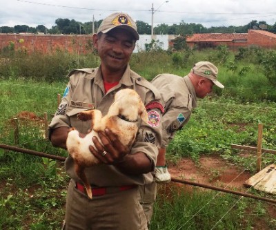 Filhote de labrador é resgatado de buraco com 4 metros de profundidade 
