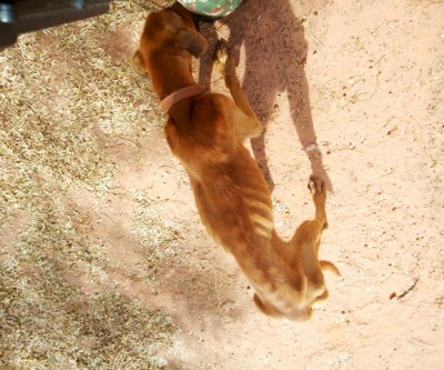Homem acusado de maltratar cães é multado em R$ 3 mil