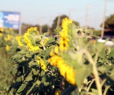 Girassóis florescem e avenida de Três Lagoas ganha nova paisagem