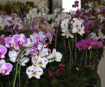Exposição de Orquídeas vai até sábado em Três Lagoas 